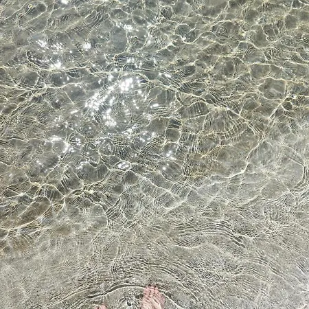 Degli Ibiscus *